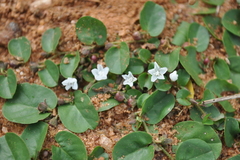 Evolvulus nummularius